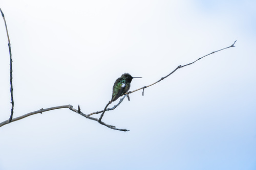 iNaturalist observation photo of Anna's Hummingbird