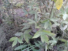 Anemonastrum dichotomum