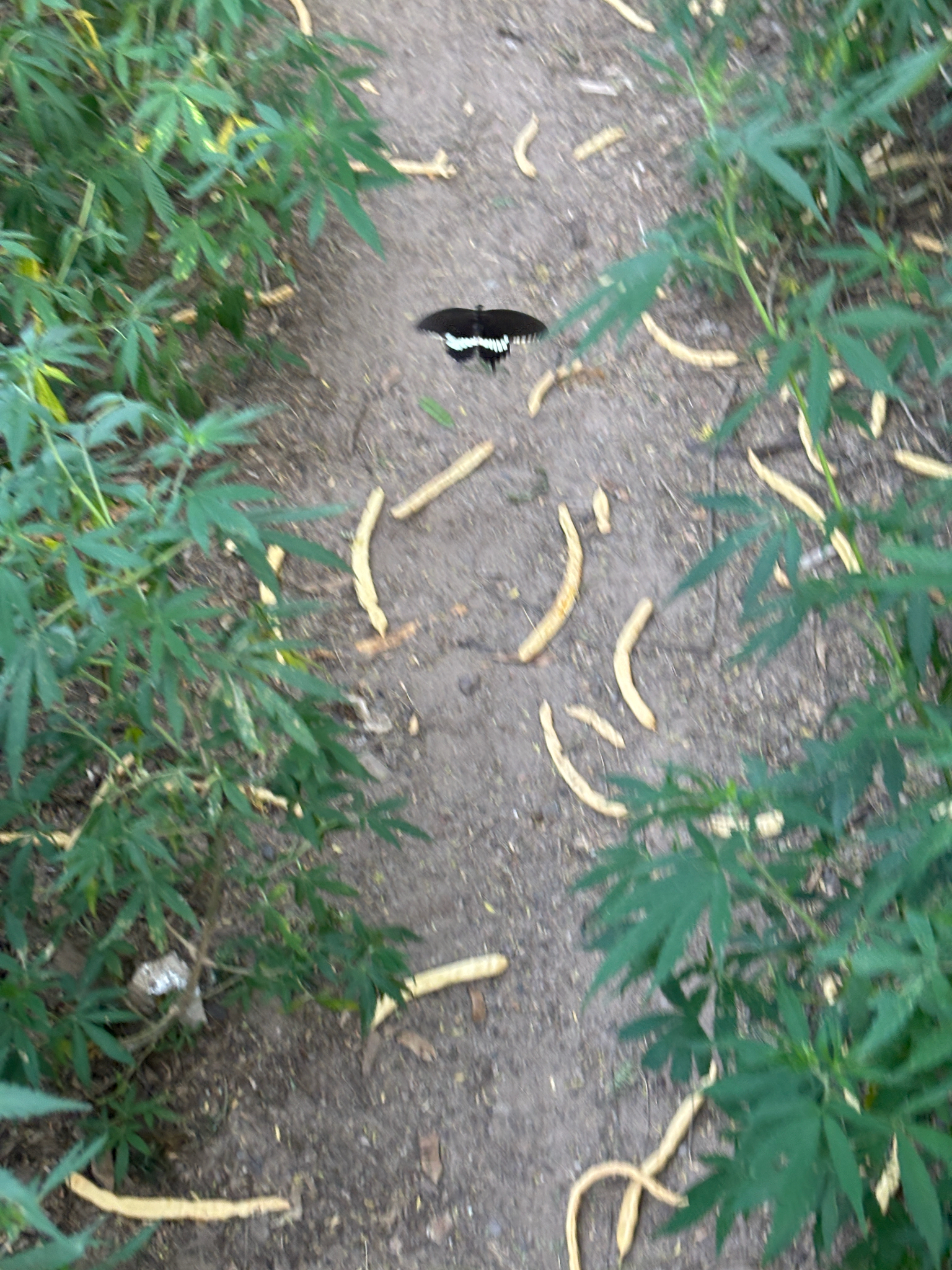 Common Mormon
