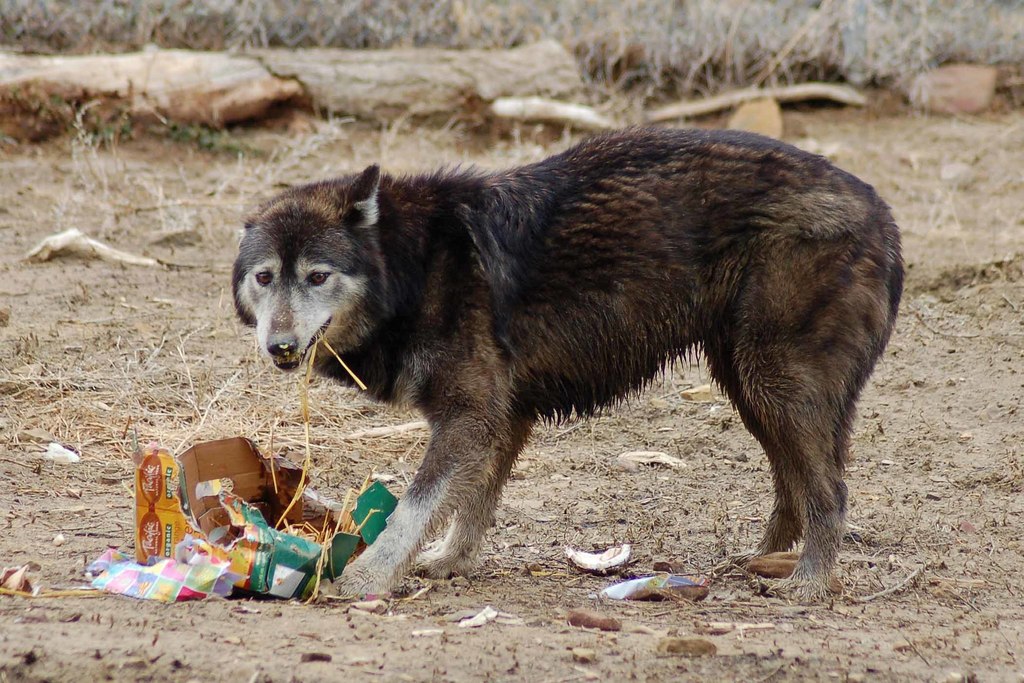 Ethiopian wolf best sale dog hybrid