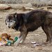 Canis familiaris × lupus - Photo (c) Wild Spirit Wolf Sanctuary, μερικά δικαιώματα διατηρούνται (CC BY-NC-ND)