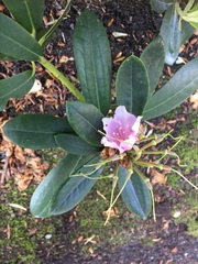 Magnoliopsida
