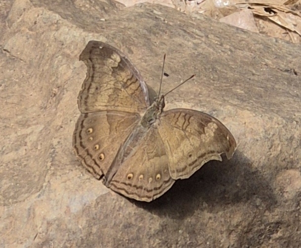 Chocolate Pansy