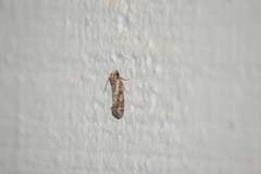 Acrolophus piger