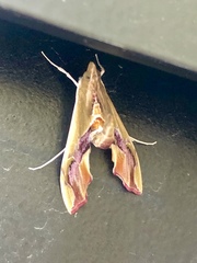 Agathodes monstralis