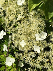 Magnoliopsida