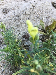 Linaria vulgaris