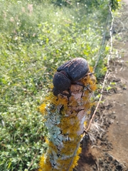 Dynastes septentrionalis