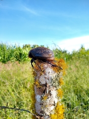 Dynastes septentrionalis