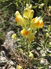 Linaria vulgaris