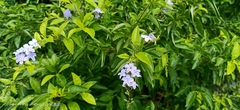 Duranta erecta