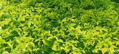 Duranta erecta