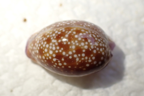Cypraea helvola hawaiiensis, 2025-05-14