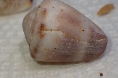 Conus abbreviatus observed 2025-05-14