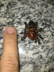 Plesiopelma