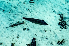 Coris caudimacula