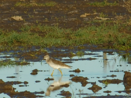 Archibebe patigualdo grande (Tringa melanoleuca)