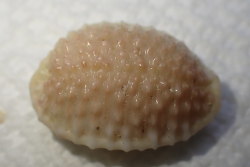 Cypraea granulata observed 2025-05-14