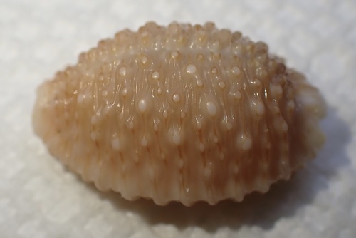Cypraea granulata observed 2025-05-14