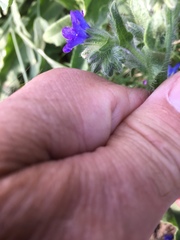Anchusa officinalis