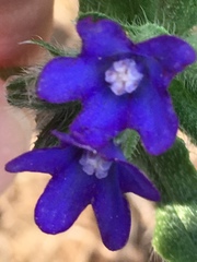 Anchusa officinalis