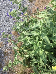 Anchusa officinalis