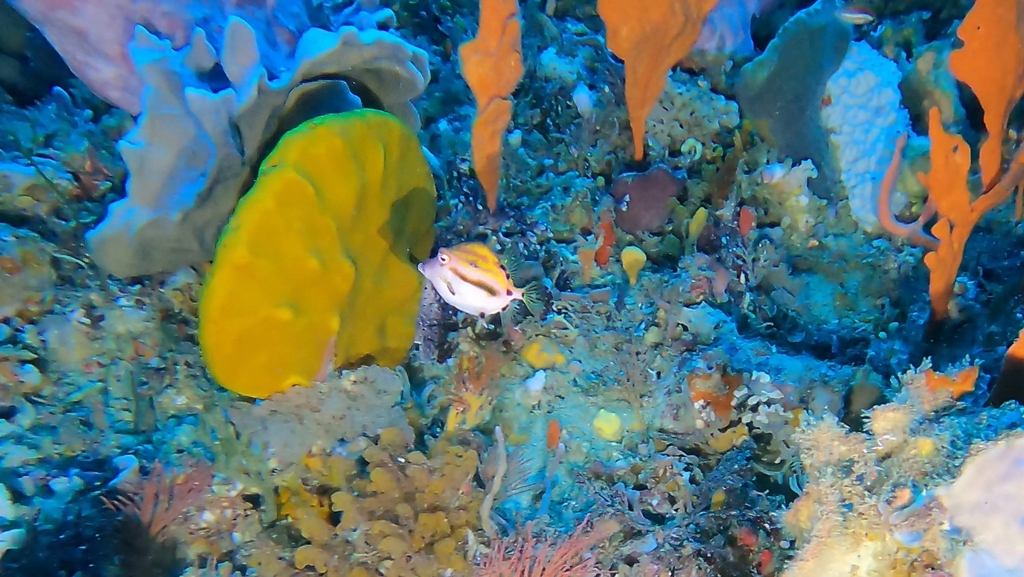 Black-Banded Pygmy Boxfish