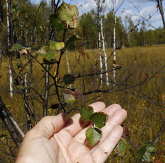 Betula divaricata