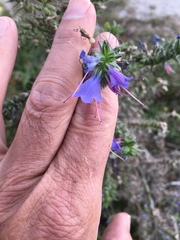 Echium vulgare