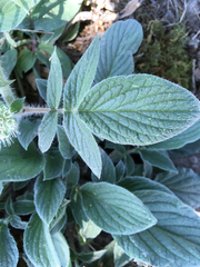 Phacelia heterophylla