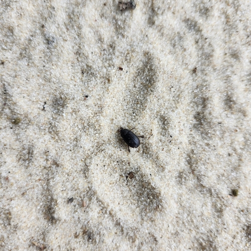 Nicagus obscurus photo 3
