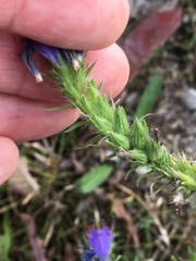 Echium vulgare