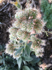 Phacelia heterophylla