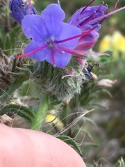Echium vulgare