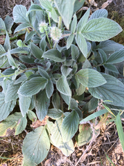 Phacelia heterophylla