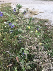 Echium vulgare