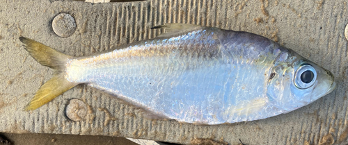 American coastal pellona (Pellona harroweri) — Pristigasteridae — 3