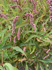 Persicaria