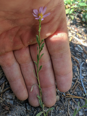 Erigeron elmeri
