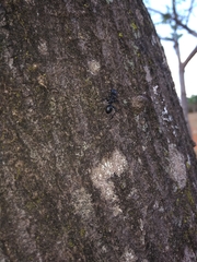 Cephalotes atratus