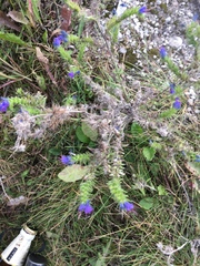 Echium vulgare