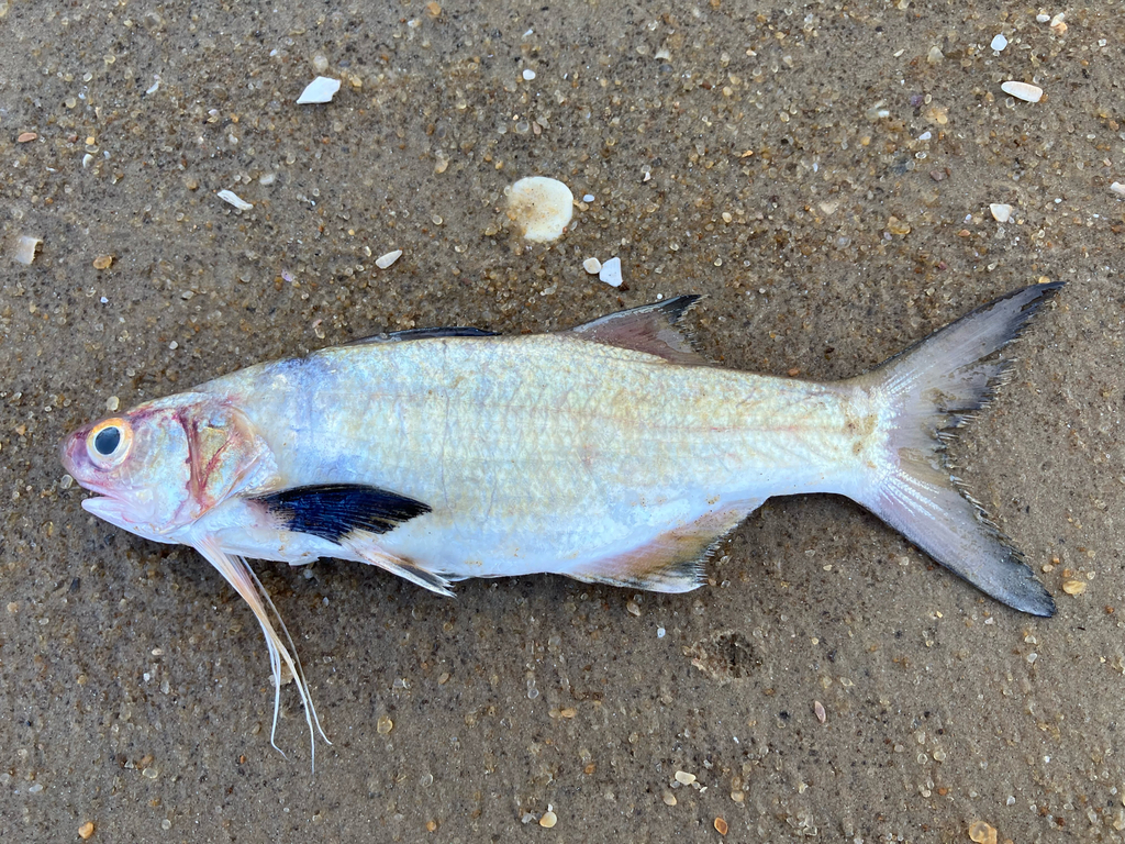Littlescale threadfin (Polydactylus oligodon) — Polynemidae