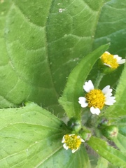 Galinsoga quadriradiata