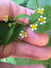 Galinsoga quadriradiata