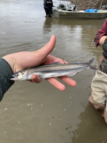 Thaleichthys pacificus (Richardson, 1836)