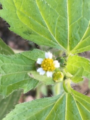 Galinsoga quadriradiata