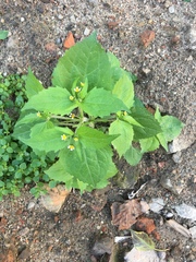 Galinsoga quadriradiata
