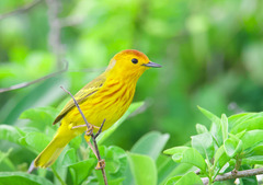 Yellow Warbler photo 4