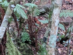 Terpsiphone bourbonnensis