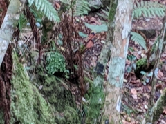 Terpsiphone bourbonnensis